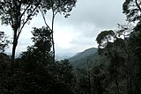 Hutan hujan tropika di Tanah Tinggi Cameron, Pahang.