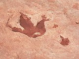 Dinosaur track in Tuba City