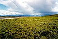 Wiesentundra in Alaska