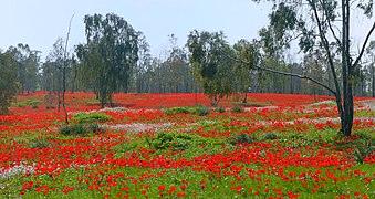 Anemone coronaria - Israel's national flower