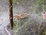 Immature male Agelena labyrinthica