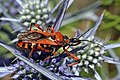 Reduviidae: Rhinocoris iracundus, Macédoine du Nord