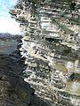 Image 6Seabird colonies on a crag on the Brough of Birsay, Orkney Credit: Tbc