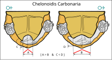 Diagram showing the differences in the anal scutes and tails of female and male red-footed tortoises