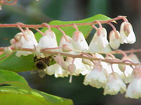 Flores de Clethra arborea.