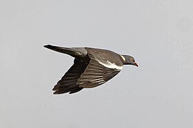 Columba palumbus azorica