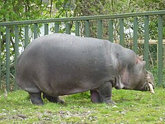 Hippopotamus