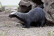 Black mustelid under rock