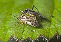 Miridae : Harpocera thoracica, accouplement