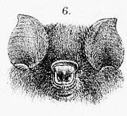 Drawing of bat head