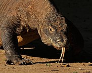 Image of a komodo dragon