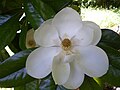 Hoa Magnolia grandiflora