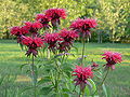 Monarda hybrida