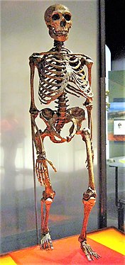 Scheletul unui Homo Neanderthalensis]]