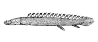 Polypterus bichir bichir