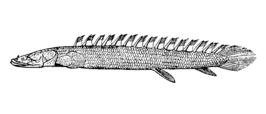 Euteleostomi