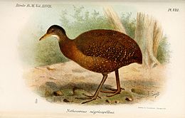 Ilustraĵo de Nothocercus nigrocapillus (Ĉapelnigra tinamo) de Joseph Smit, 1895