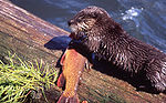 River Otter with Cutthroat Trout