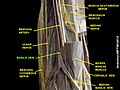 Basilic vein