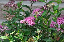 Japanspirea