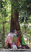 Arbre abritant une Nang Mai