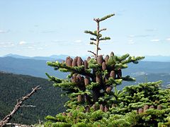 Balzaminio kėnio virgininis porūšis (Abies balsamea var. phanerolepis)