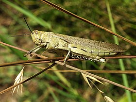 Gafanhoto do Egito (Anacridium aegyptium)