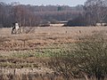 Veengebied bij Bargfeld in natuurreservaat Lutter