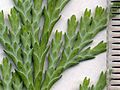 Image 29Cupressaceae: scale leaves of Lawson's cypress (Chamaecyparis lawsoniana); scale in mm (from Conifer)