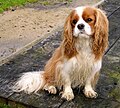 Cavalier King Charles Spaniel