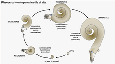 Schema ricostruttivo dell'ontogenesi di nautiloidi del genere Discoceras (Siluriano), appartenenti all'ordine Tarphycerida. In questo caso la conchiglia mostra almeno quattro fasi di variazione dell'avvolgimento durante l'ontogenesi, da planispirale a parzialmente svolta, corrispondenti a diversi stili di vita dell'animale.[119]