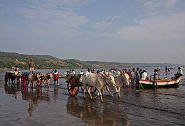 Chariots à bœufs sur le plage de Harnai, employés pour décharger le poisson. La pêche constitue l'activité principale des populations sur la côte.