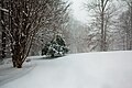 Snowfall during the blizzard in Clifton, Virginia, U.S.A., completely covers a road and reduces visibility on 19 December 2009.