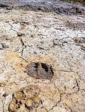 Impronte dello zoccolo di un cinghiale alla solfatara all'interno del Bosco Macchia Grande di Manziana