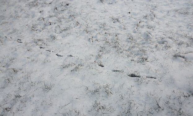 Cat tracks in the snow