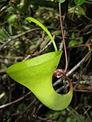 Nepenthes inermis