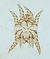 Otodectes cynotis