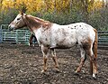 Appaloosa