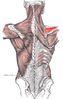 Supraspinatus muscle