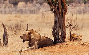 Leones macho con escasa melena en Tsavo, Kenia.