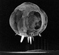 Image 29Operation Tumbler-Snapper, by Lawrence Livermore National Laboratory (from Wikipedia:Featured pictures/Sciences/Others)