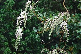 Glizina (Wisteria)