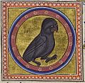 Folio 35 Verso - Night Heron (Nicticorax)