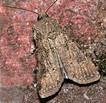 Agrotis segetum – Oberseite