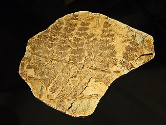 Spesimen Annularia stellata dari Italia dipajang di Museo Civico di Storia Naturale di Milano