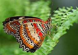 Leoparden Netzflügler (von AirBete)