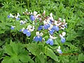 Collinsia verna