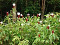 Costus speciosus, Tatangkalan rawa, Guadeloupe.