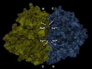 Representación en 3-D dun dímero de enolase en orientación antiparalela. Un Glu20 N-terminal dunha das subunidades do dímero forma un enlace iónico coa Arg414 C-terminal da outra para estabilizar a estrutura cuaternaria do encima.