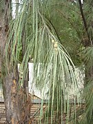 Casuarina equisetifolia (ilha da Reunião).